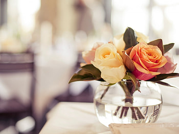 Plants, Flowers, Roses HD wallpaper