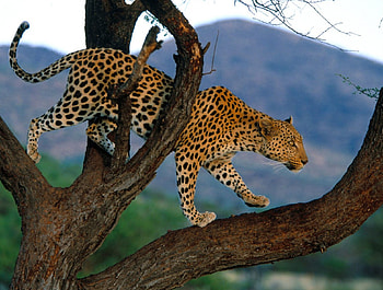 Leopard, animal, , paradise, beautiful, tail, tree, mountain, background, jeneuwzz, , nature, cheetah HD wallpaper