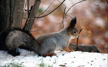 Animals, Squirrel HD wallpaper