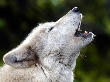 Animals, Wolfs HD wallpaper