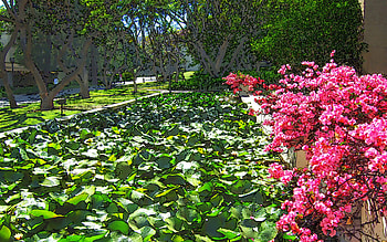 Pond at Caltech, sunny, leaves, trees, college, flowers, campus, pond HD wallpaper
