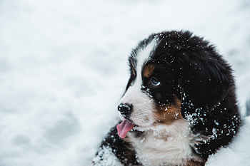 Animals, Snow, Dog, Protruding Tongue, Tongue Stuck Out, Puppy HD wallpaper