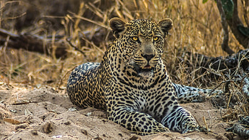 Leopard, leopard, Big cat, Spotted anger HD wallpaper