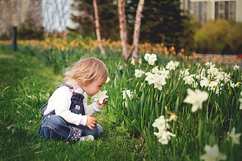 Young child smelling daffodils in a lush spring garden, embracing nature and curiosity. HD wallpaper