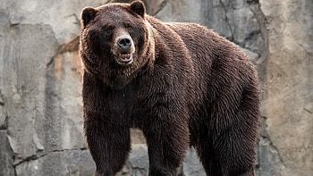 Grizzly Bear, Gray wild bear, Striking , Incredible animal HD wallpaper