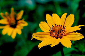 花, nature, flower HD wallpaper