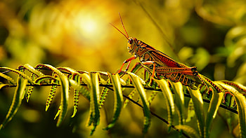 Grasshopper, Wildlife, Insect, Green HD wallpaper