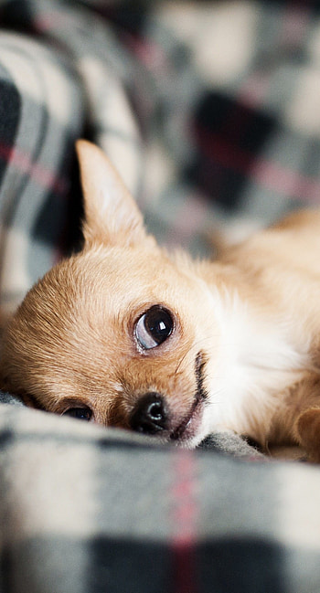Chihuahua for 6 Plus, Cute and adorable, Stylish pet, High-quality visuals HD phone wallpaper