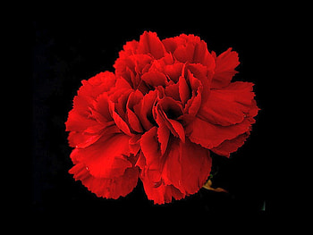 Red Flower, beautiful, , red, flower HD wallpaper