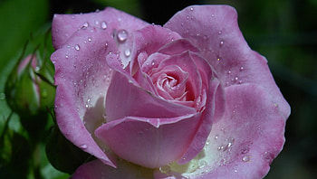 Rose, drops, pink, flower HD wallpaper