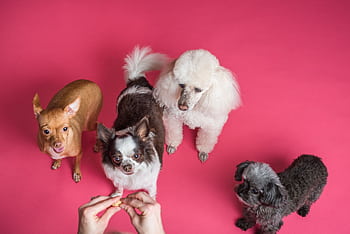 Charming small dogs eagerly waiting on a vibrant pink background. HD wallpaper