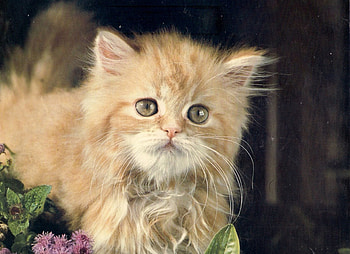 Kitten, flower, cute, fluffy, orange HD wallpaper