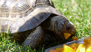Harry having dinner, tortoise, dinner, eat, long life, pet HD wallpaper