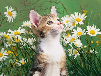 Animals, Cats HD wallpaper