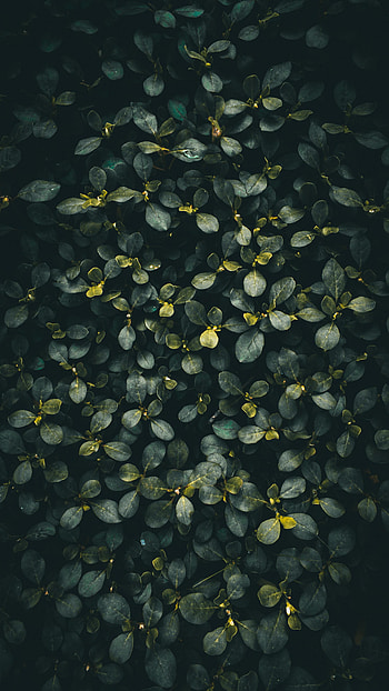 Nature, Leaves, Bush, Plant, Dark, Branches HD phone wallpaper