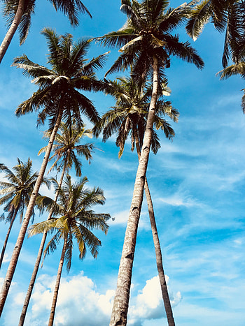 Nature, Trees, Sky, Palms, Tropics HD phone wallpaper