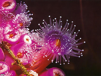 pink anenome, pink, white, black, spiny HD wallpaper