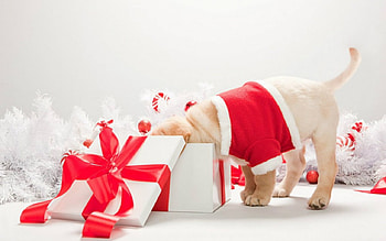 Merry Christmas, dog, animal, gift, Christmas HD wallpaper
