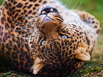 Animals, Leopard, Grin, Muzzle, Spotted, Spotty, Predator, Big Cat HD wallpaper