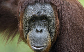 Orangutan, Animal , Playful primate, Natural habitat HD wallpaper