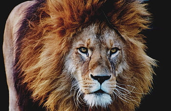 Close-up portrait of a majestic lion with a flowing mane captured at Munich Zoo. HD wallpaper