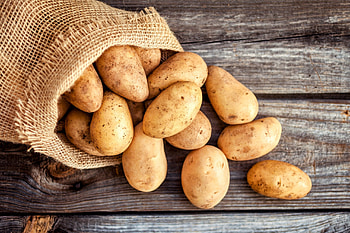 Potato resilience, Breeding advancements, Scientists' efforts, Stronger potato varieties HD wallpaper
