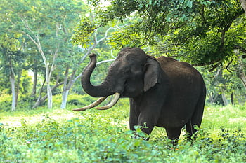 Captivating of a wild Asian elephant in Bandipur forests, Karnataka, India. HD wallpaper