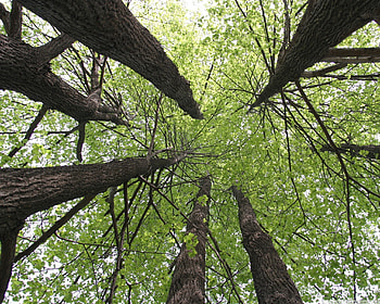Linden tree , Linden tree, Nature HD wallpaper
