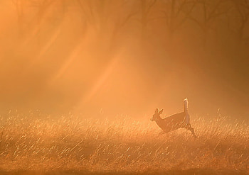 harmony, roe, morning, misty HD wallpaper