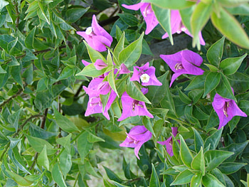 Plants, Flowers HD wallpaper