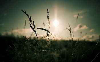 Nature, Sun, Shine, Light, Grey, Ears, Spikes HD wallpaper