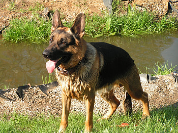 Animals, Grass, Wet, Mud, Dirt, River, German Shepherd HD wallpaper