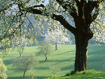 Plants, Landscape, Flowers, Trees HD wallpaper