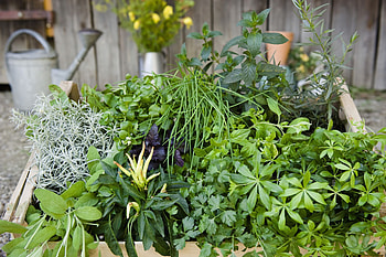 Mini herb garden, Planting guide, Herb plants, Food HD wallpaper