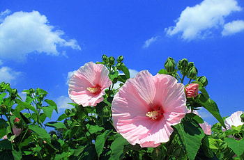 Flowers, Sky, Clouds, Mallow HD wallpaper