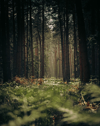 Nature, Trees, Grass, Forest, Trunks HD phone wallpaper