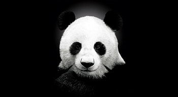 Animals, Pandas HD wallpaper