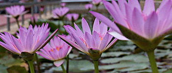 Pink, water lilies, flowers HD wallpaper