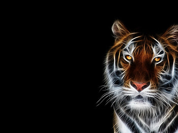 Animals, Background, Tigers HD wallpaper