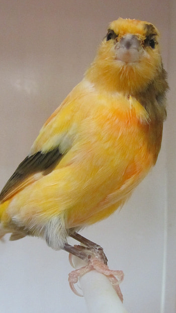Canary, Adorable Bird HD phone wallpaper