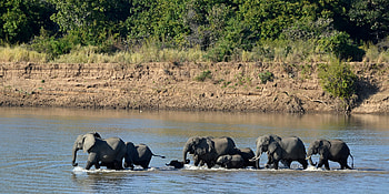 Elephants, river, water, group HD wallpaper