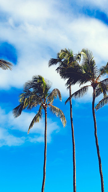 Pinimg original, Tropical paradise HD phone wallpaper