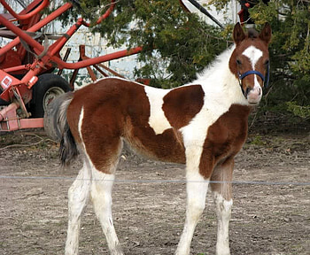 Eight Weeks Old Colt, trees, horse, ground, colt HD wallpaper
