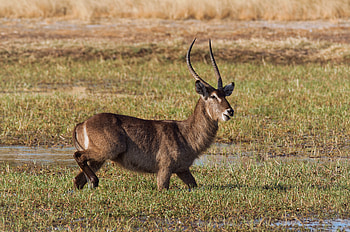 Antelope, animal, nature, field HD wallpaper