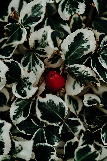 Leaves, Plant, Macro, Close-Up, Fruit, Fetus HD phone wallpaper