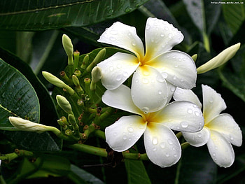 Plants, Flowers HD wallpaper