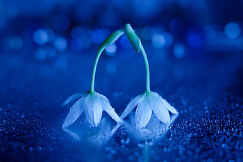 Lovely Flowers, blue, nature, flowers, petals HD wallpaper