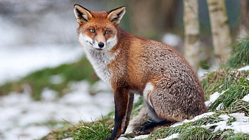 Animals, Grass, Snow, Fox, Sit, Forest, Stroll HD wallpaper