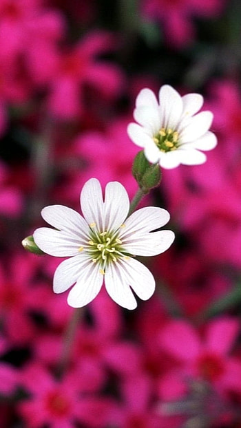 Flowers , Pink Background HD phone wallpaper