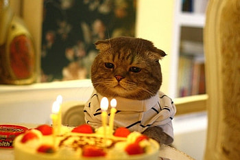 Birtay Cat, cool HD wallpaper